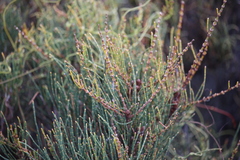 Allocasuarina pusilla