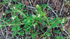 Cardamine hirsuta