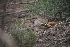 Drymodes brunneopygia