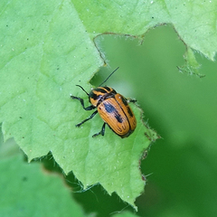 Cryptocephalus castaneus