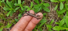 Marisora roatanae