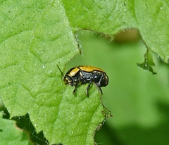 Cryptocephalus castaneus