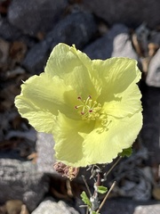 Hibiscus ribifolius