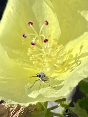 Hibiscus ribifolius