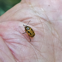 Cryptocephalus castaneus