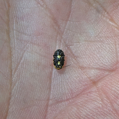 Cryptocephalus castaneus