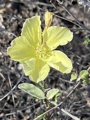 Hibiscus ribifolius