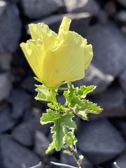 Hibiscus ribifolius