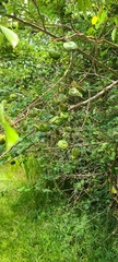 Machaerium lunatum