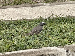 Saltator olivascens