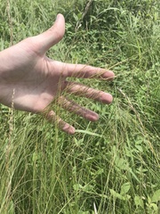 Sporobolus compositus