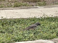 Saltator olivascens