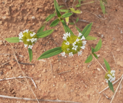 Spermacoce scabiosoides