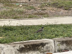 Saltator olivascens