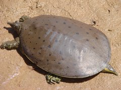 Apalone spinifera spinifera