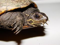 Kinosternon subrubrum hippocrepis