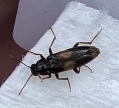 Melandryidae