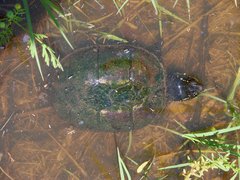 Kinosternon subrubrum hippocrepis