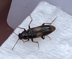 Melandryidae