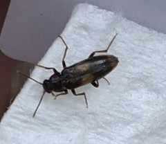 Melandryidae