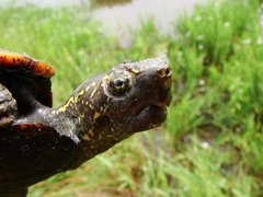 Kinosternon subrubrum hippocrepis