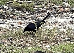 Molothrus bonariensis