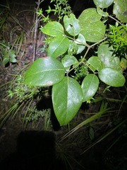 Psydrax lamprophylla