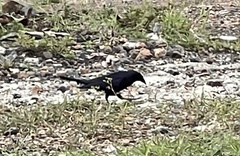 Molothrus bonariensis