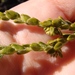 Agathosma leptospermoides - Photo (c) Lizelle Erasmus, algunos derechos reservados (CC BY-NC), subido por Lizelle Erasmus