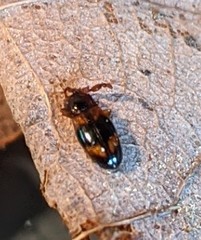 Phymaphora pulchella