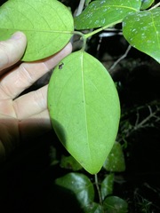 Psydrax lamprophylla