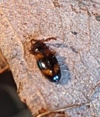 Phymaphora pulchella