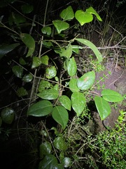 Psydrax lamprophylla