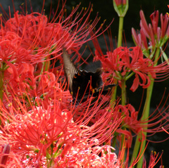 Papilio demetrius demetrius