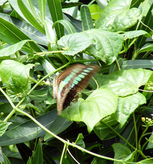 Graphium sarpedon nipponum