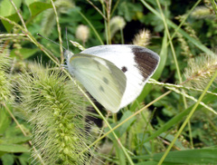 Pieris rapae crucivora
