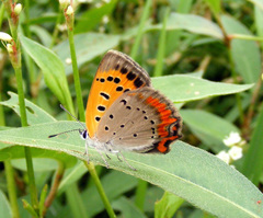 Lycaena phlaeas daimio