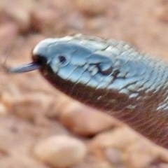 Aspidites melanocephalus