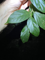 Alangium polyosmoides