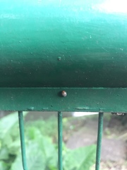 Plagiodera septemvittata