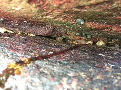 Epixanthus frontalis