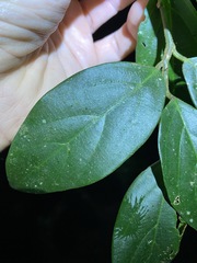 Alangium polyosmoides