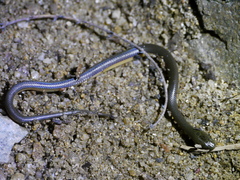 Opisthotropis lateralis