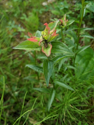 Giant red Indian paintbrush (Castilleja miniata)