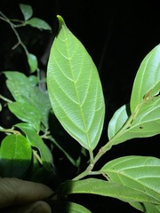 Alangium polyosmoides