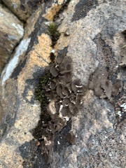 Umbilicaria muhlenbergii
