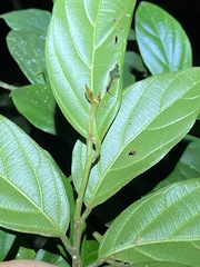 Alangium polyosmoides