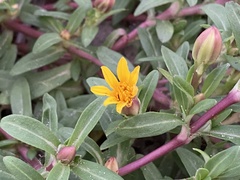 Pectis multiflosculosa