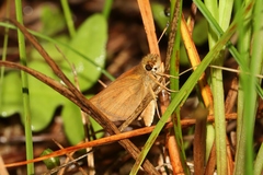 Poanes viator