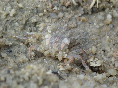 Gaetice depressus